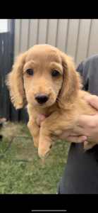 Longhaired miniature dachshund male