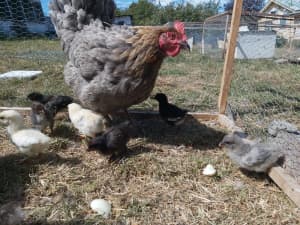 10 week old chicks, easter eggers, merans, mixed