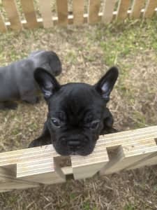 Pure breed French bulldog puppies ready now