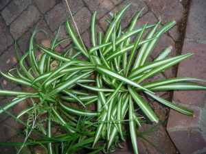 Spider plants variegated, $4 for a pot with advanced spider plants