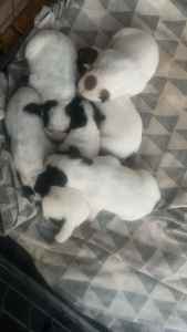 Cattle dog puppies located dubbo nsw
