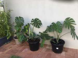 3 Indoor plants LARGE $150 for the lot..or $55 each..