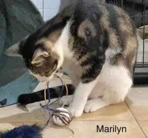 Marilyn - Perth Animal Rescue incl Vet work cat/kitten