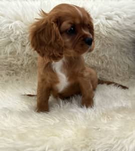 Pure bred King Charles Cavalier puppies vaccinated microchiped 3024
