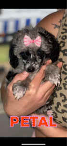 Tiny teacup size toy poodle ONE LEFT READY NOW