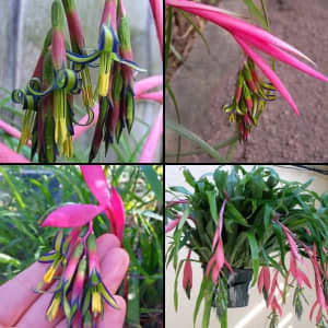 Bromeliad- Billbergia Queens Tears Plant - 5 for $10 - PU Preston 3072