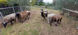 7 dorper sheep approx. 4yo price is for all 7, all are wethers