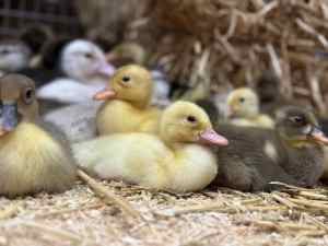 SOLD- pending pickup - Ducklings for sale (unsexed)