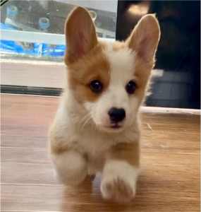 🐶Beautiful Corgi puppies ready for forever home