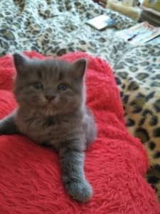 Blue Russian and Persian cross kittens for sale