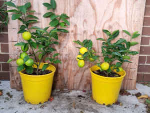 Dwarf non-grafted fruiting Meyer lemon tree in 26cm pot