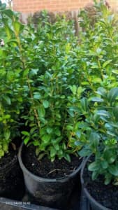 English Box ( Hedge) Plants 14 cm pots and bushy Discount for bulk o