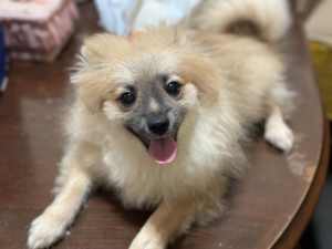 Pomeranian puppy looking for new home