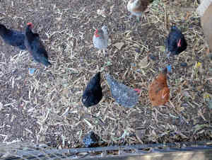 5 X chickens $40 each point of laying 8 weeks old.8 weeks old. 