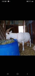 Saanen milking goat