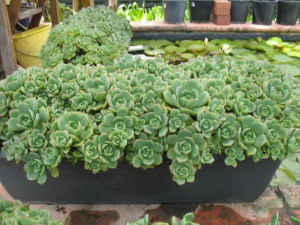 Large succulent plants, discounts for multi-purchases
