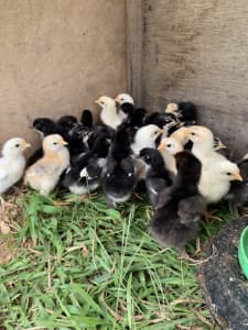Copper Maran cross Chicks for sale