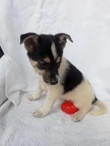 Jack Russel pups for sale