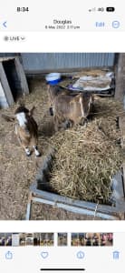 Australian miniature goats - sold pending pickup