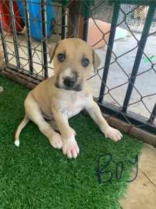 Bully/Grey/ Mastiff x Catahoulia/Wolfhound, puppies for sale 