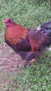 young rooster just $30
