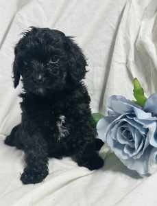 Toy Cavoodle Puppy available now