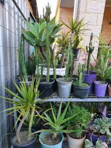 plant sale from $10