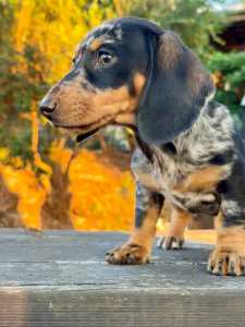1 Female Mini Dachshund Pups