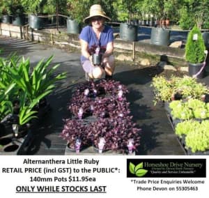 Need SMALL PLANTS that Grow to 1 Metre or Less? Look Here! HS103 Mudgeeraba Gold Coast South Preview