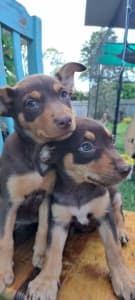 Purebred Brown and Tan Kelpie Pups