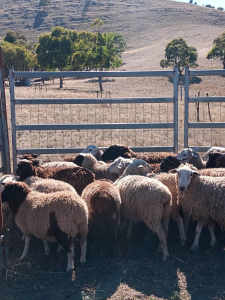 Dorper lambs 