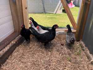 Andalusian Chickens/pullets