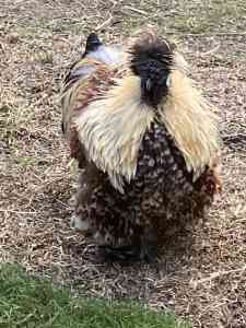 Silky and Frizzle Roosters (8)