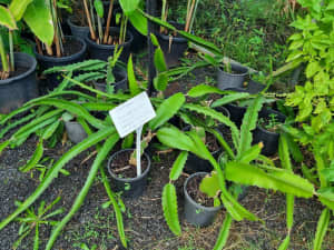 White Dragonfruit plants