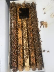 Bee Nuc hive