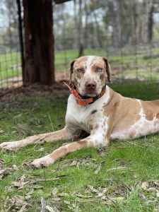 3 year old pure bred catahoula