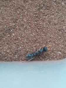 Myrmecia pilosula [Jack jumper ant] queens