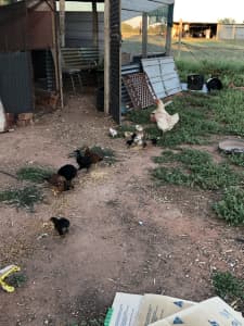 Chickens and chicks for sale 