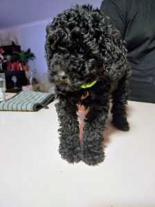 Gorgeous Tiny Purebred Toy Poodle