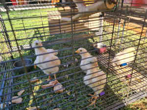 Chickens - laying chickens 