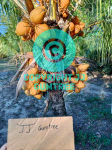 SUPER sweet DWARF Coconut plants for sale. No ladder needed.