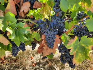 Wine Grapes , Grenache