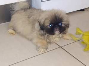 Pekingese puppies & young adults to approved pet homes - from $1500