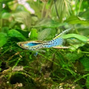 Pure line endlers Japan Blue doublesward snakeskin guppies fish breed