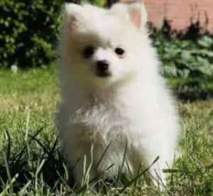 Male Pomeranian Puppies For Sale