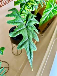 RARE Alocasia Jacklyn - 40cm tall and wide 