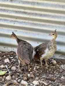 Peachicks and chicks for sale