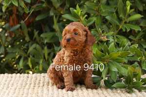 DNA tested cavoodle pups for sale 
