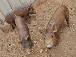 2 Berkshire x Duroc male piglets 
