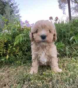 Cavoodle puppies Apricot last puppy $1400